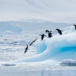 ۱۰ حقیقت جالب در مورد جنوبگان (قطب جنوب) که نمی‌دانستید