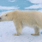 با ۱۰ حقیقت جالب در مورد خرس قطبی آشنا شوید