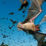 حقایقی جالب در مورد خفاش ها که تاکنون نمی‌دانستید