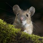 دیجی فکت: ۱۲ حقیقت جالب درباره موش‌ها که نمی‌دانستید
