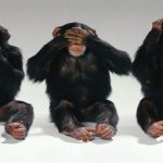 دیجی فکت: ۱۹ دانستنی درباره‌ی میمون‌ها که برایتان جالب خواهد بود