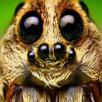دیجی فکت: ۲۴ حقیقت درباره‌ی عنکبوت‌ ها که باور نخواهید کرد!