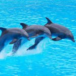 دیجی فکت: ۱۷ دانستنی درباره‌ی دلفین‌ها؛ از ارتباط تلفنی تا خودشیفتگی آنها!